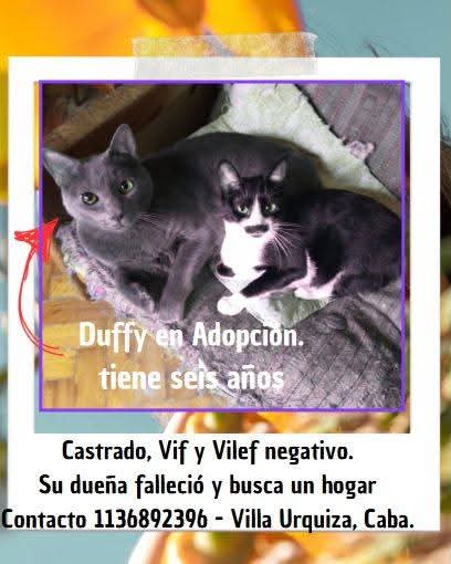 GATITO EN ADOPCION EN VILLA URQUIZA

Gatito rusito castrado.

#GatitosenadopciondefansZONACABA