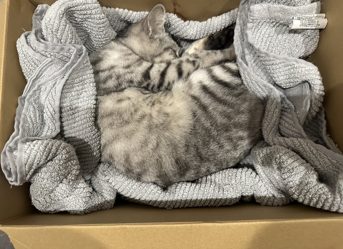 岐阜市則武東で迷子の心当たりのある方はいらっしゃいませんか？
サバトラの成猫と言うにはまだ幼い子です。
爪を切ってあります
  #岐阜市迷子猫  #保護してます  #迷子の猫  #迷い猫  #岐阜市  #則武東  #探してませんか？
