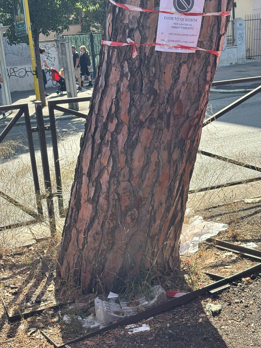 Continuano gli abbattimenti dei pini nel #municipio13 . Il verde romano sta morendo nell'indifferenza generale e in luogo di micro alberi che muoiono dopo due mesi.