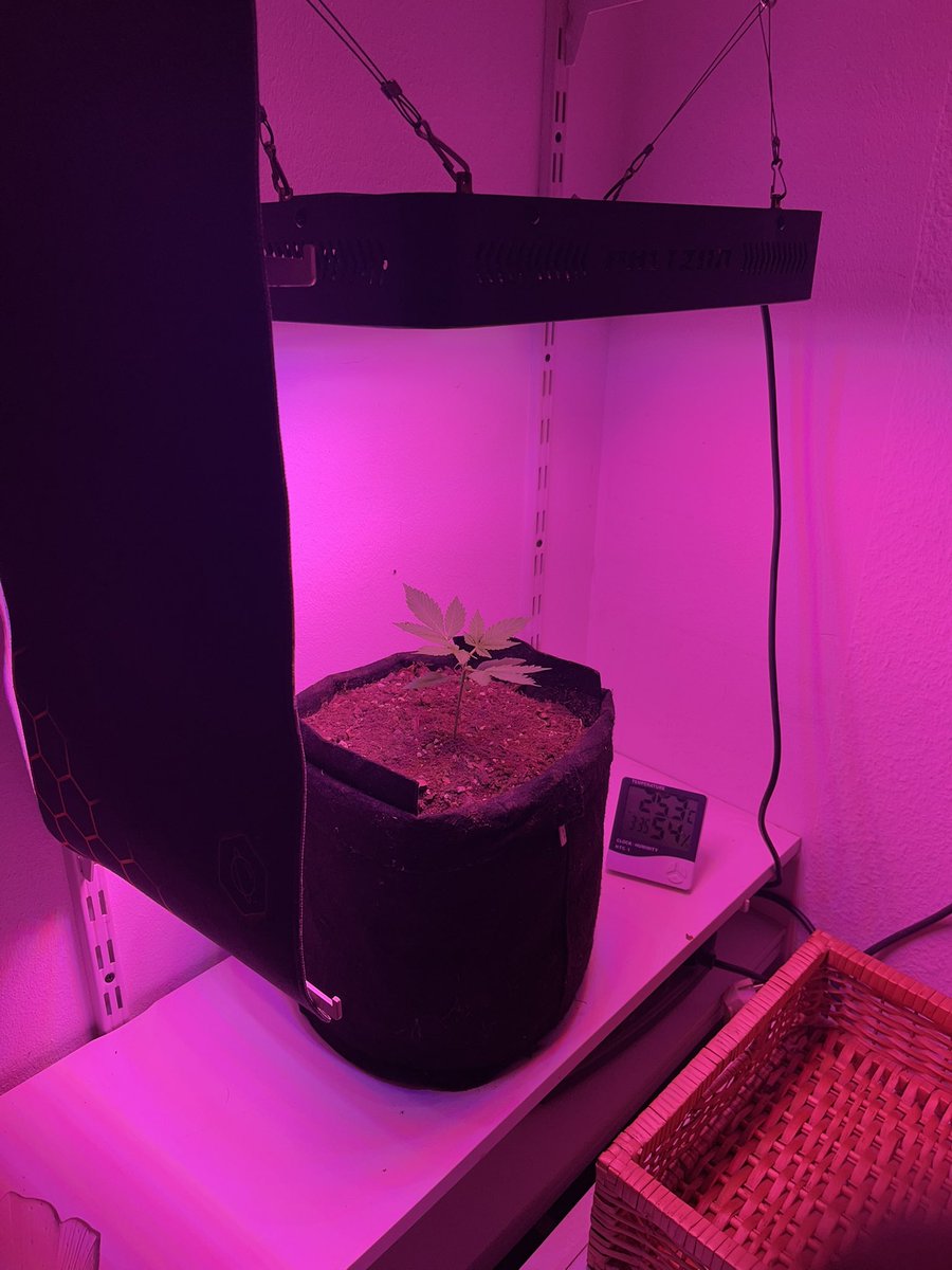 marco_scherer's tweet photo. Next grow 💚🪐🖕🏻 https://t.co/QQKAr0jzFu
