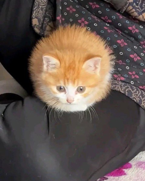 iria: qué hambre tengo ojalá hubiera algo que pueda comer

el humilde gnocchi: