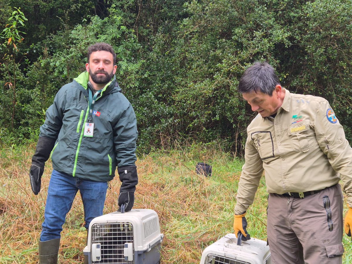 conaf_loslagos's tweet image. Dos Zorros Chilla fueron liberados en el Parque Nacional Puyehue,tras una buena recuperación en el Centro de Rehabilitación de la @USanSebastian en Pto Montt,todo un trabajo en conjunto de Conaf,Guardaparques y el @sagchile