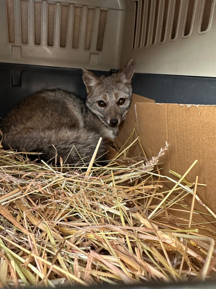 conaf_loslagos's tweet image. Dos Zorros Chilla fueron liberados en el Parque Nacional Puyehue,tras una buena recuperación en el Centro de Rehabilitación de la @USanSebastian en Pto Montt,todo un trabajo en conjunto de Conaf,Guardaparques y el @sagchile