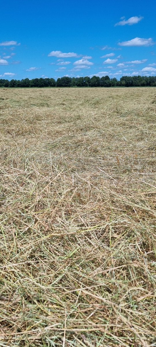 smit_evelien's tweet photo. Het is " machtig mooi spul" dit keer.

De zon en de wind doen het meeste, de boer geeft het laatste zetje.

Kortom...we zijn aan het hooien

#boeren #hooi
.. https://t.co/YdO1JBRjUk