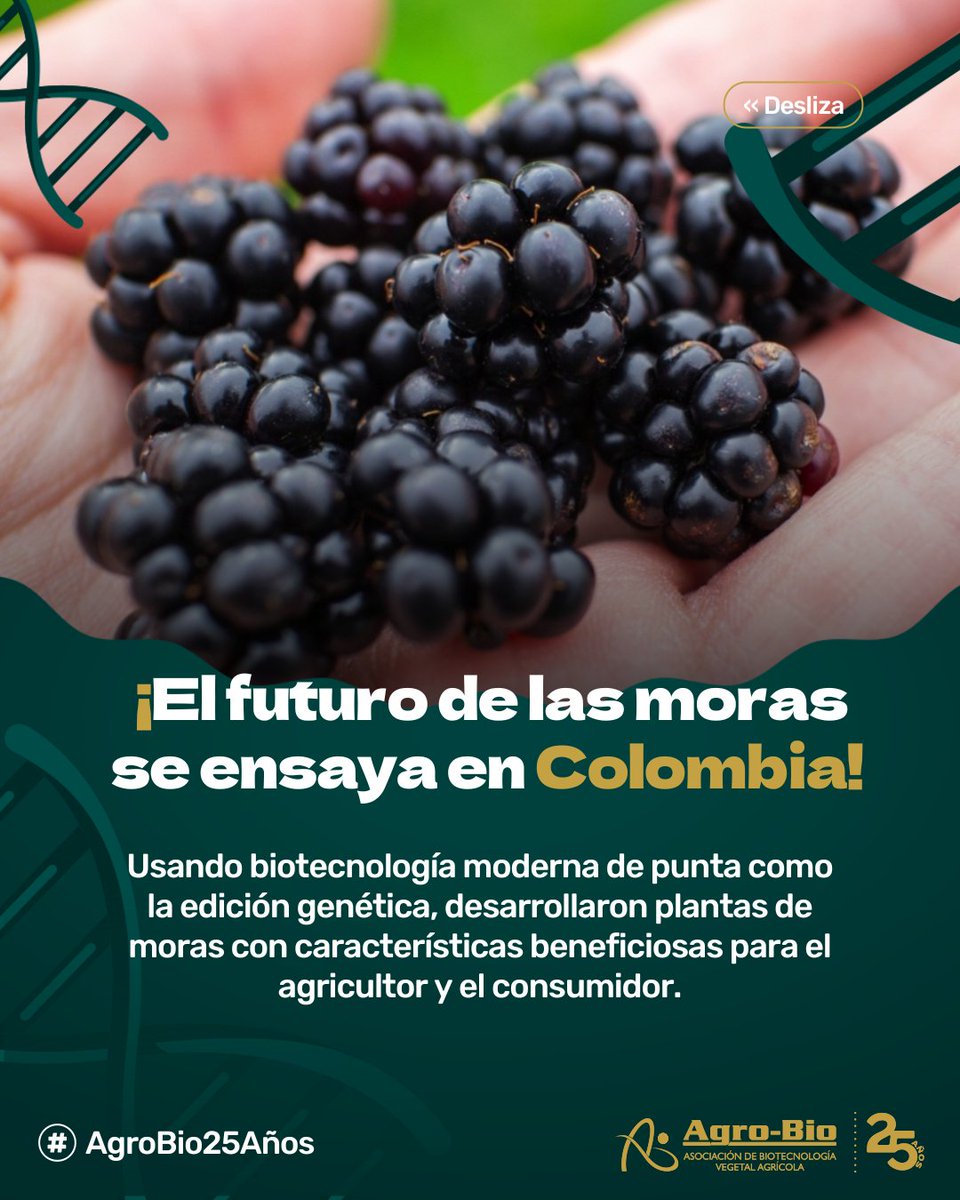 Agrobio_andina's tweet image. ¡Grandes noticias para el campo colombiano! 🇨🇴
@PairwisePL inicia en nuestro país las primeras pruebas de su #mora editada genéticamente. Promete una cosecha más fácil, rápida y eficiente para los agricultores.
¡Ciencia de punta que florece en Colombia! Para no perderte los…