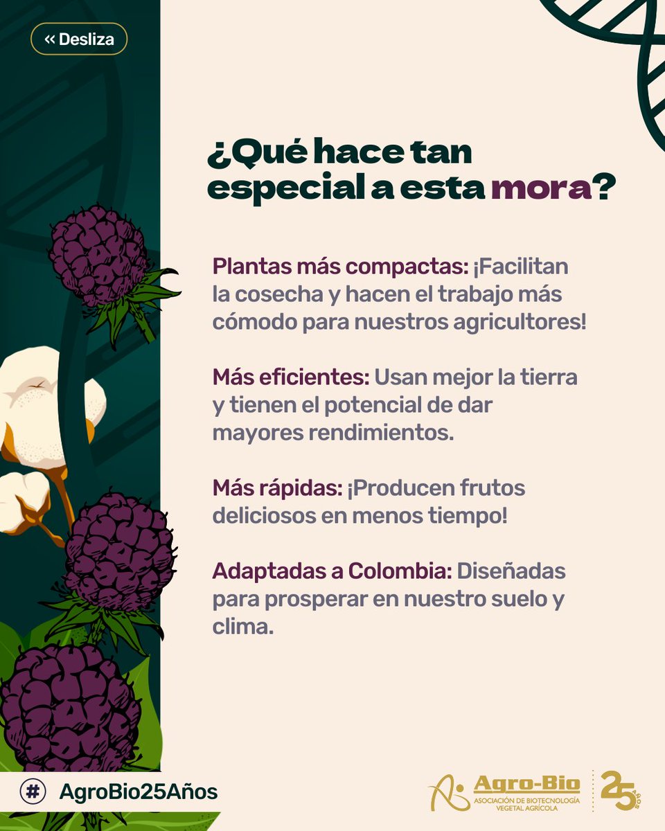 Agrobio_andina's tweet image. ¡Grandes noticias para el campo colombiano! 🇨🇴
@PairwisePL inicia en nuestro país las primeras pruebas de su #mora editada genéticamente. Promete una cosecha más fácil, rápida y eficiente para los agricultores.
¡Ciencia de punta que florece en Colombia! Para no perderte los…