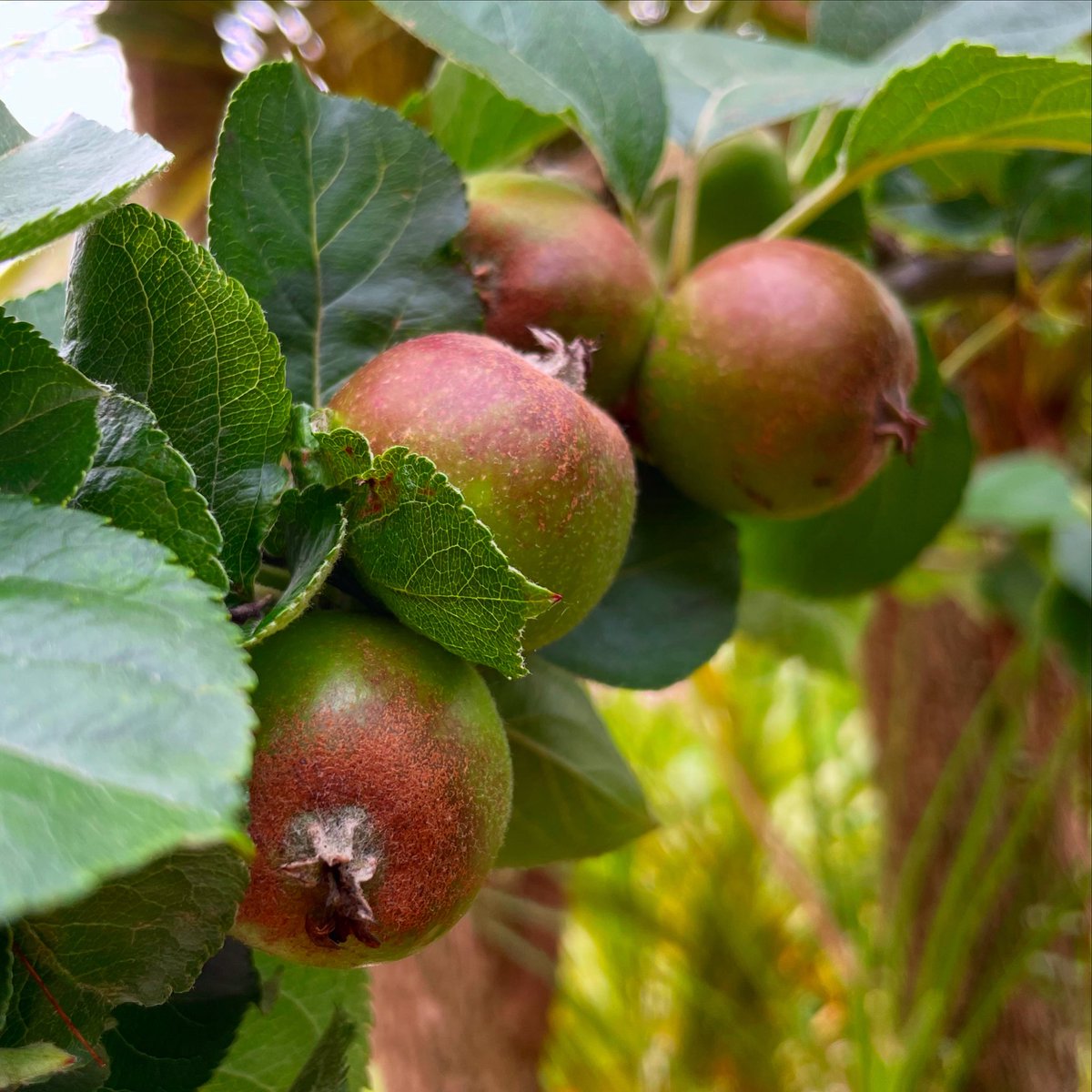 The apples are looking wonderfully healthy on the two trees this year … looks like there’s going to be a lot of pies and crumbles 🍎