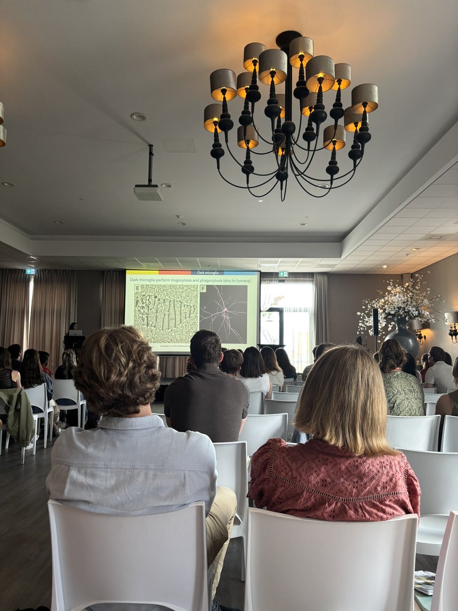 Jinte's tweet image. The Dutch Neuroscience Meeting has started and my department is presenting 4 posters and a talk. Find out the program here: dnm25.azuleon.org/programme #DNM25