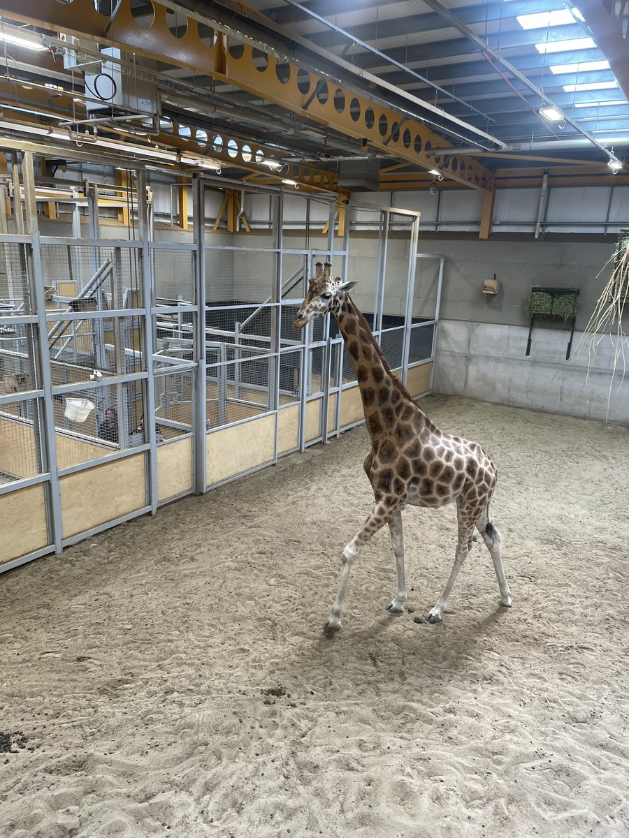Bellshill Academy SocialSubjects & Sustainability (@bellshillsocsub) on Twitter photo S1 and S2 Achievement Avenue pupils enjoyed a day out at Edinburgh zoo to celebrate their hard work! Shout out to Carson who celebrated his birthday in style! 🐅🦏🦒<a href="/BellshillA/">Bellshill Academy</a> S1 and S2 Achievement Avenue pupils enjoyed a day out at Edinburgh zoo to celebrate their hard work! Shout out to Carson who celebrated his birthday in style! 🐅🦏🦒<a href="/BellshillA/">Bellshill Academy</a>