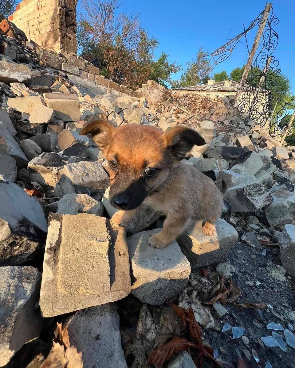 🆘🆘  ‼️  Біда  ‼️🆘🆘 Велике прохання зробити репост! 
Це може врятувати бодай одне життя! 
#Покровськ, місто, стерте з землі‼️

Поліна @polina_bobneva.22 неймовірно смілива дівчина, приїхала #востаннє годувати тварин‼️