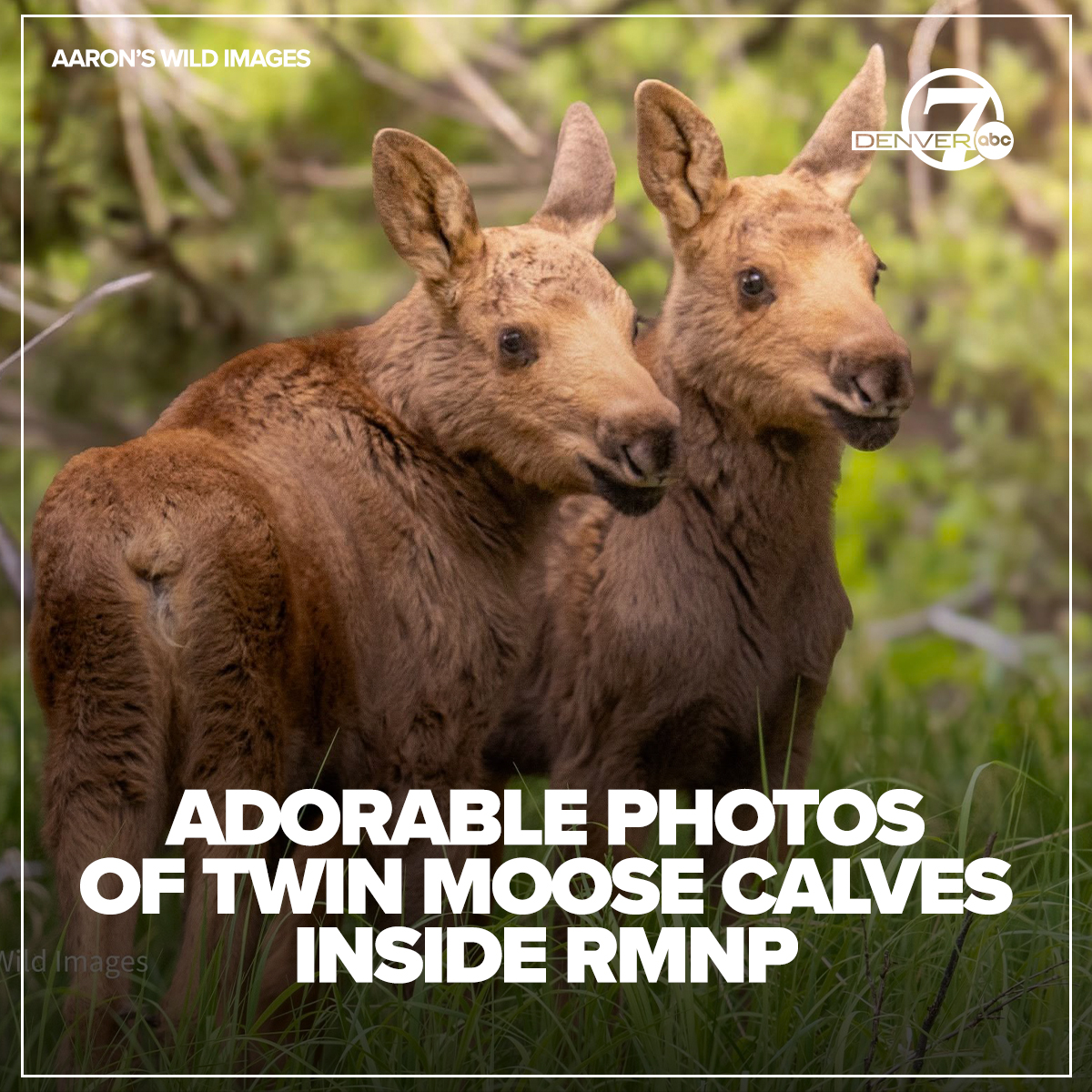 These twin moose calves are drawing the lenses of the photographers inside Rocky Mountain National Park, and we are absolutely here for it 🫎

🗞️ denver7.com/lifestyle/disc…