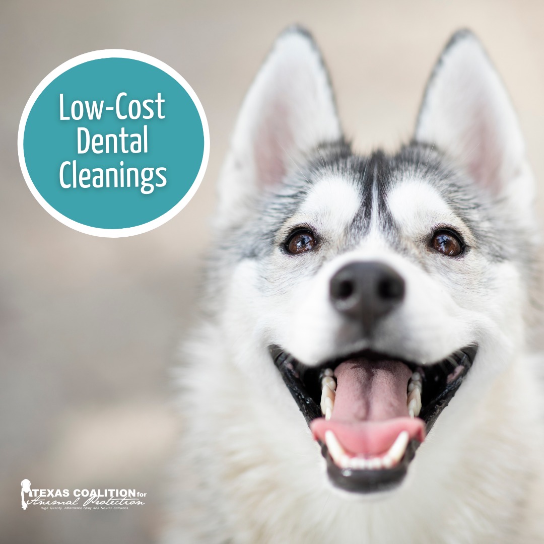 In search of low-cost dental cleaning services? 🦷

TCAP offers low-cost dental cleanings &amp; services starting as low as $165 at 8 locations: Allen, Arlington, Denton, Fort Worth, Garland, Hurst, Joshua and Weatherford.

Give us a call at 940-566-5551 to schedule!