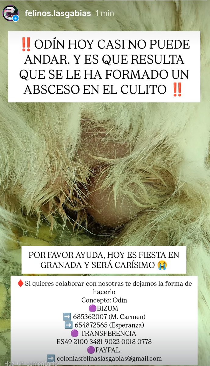‼️#ODIN TIENE UN ABSCESO ‼️

‼️ES FIESTA EN GRANADA Y SERÁ CARÍSIMO, AYUDA ‼️

UNA PATITA PORFA, POR PEQUEÑA QUE SEA LE AYUDA UN MONTÓN 🙏🥺

#ayuda #urgente #granada #gatos