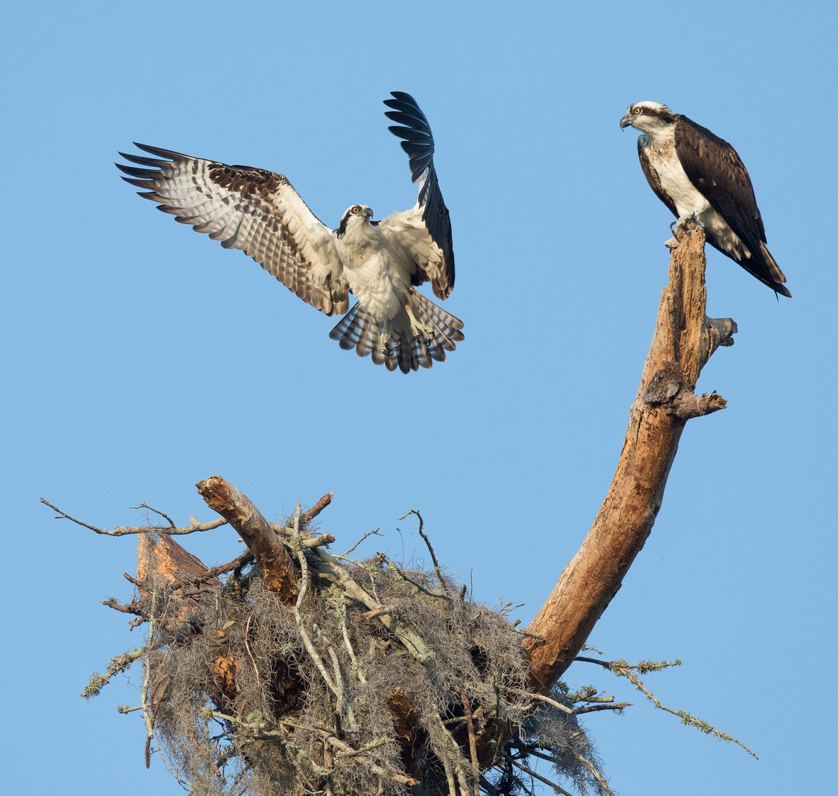 The NestWatch Offices are closed today, Thursday June 19th, in observance of the Juneteenth federal holiday and will be sort staffed Friday, June 20th. We'll be back to answer your nest questions next week!

📷: Osprey by Katie Houvener