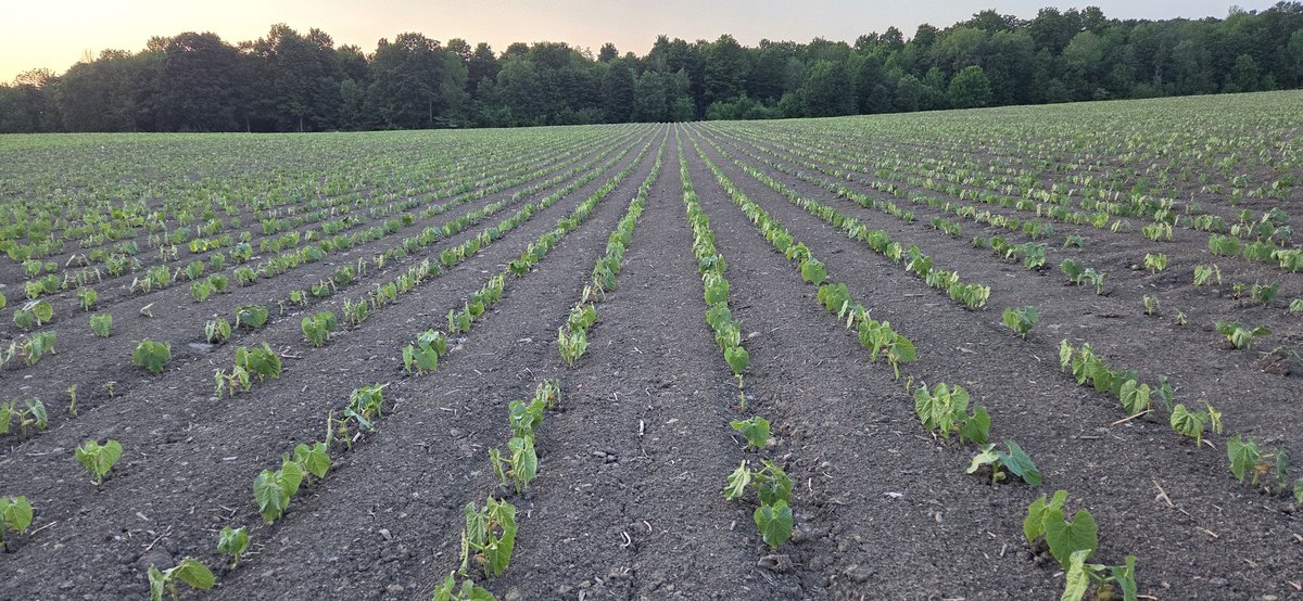 Cranberry beans 🫘 Last year I planted with 7.5" air seeder it got the job done but I'm pretty dam happy I got <a href="/HighlandWayne/">Wayne</a> in to plant at 15". Excited to see how they produce