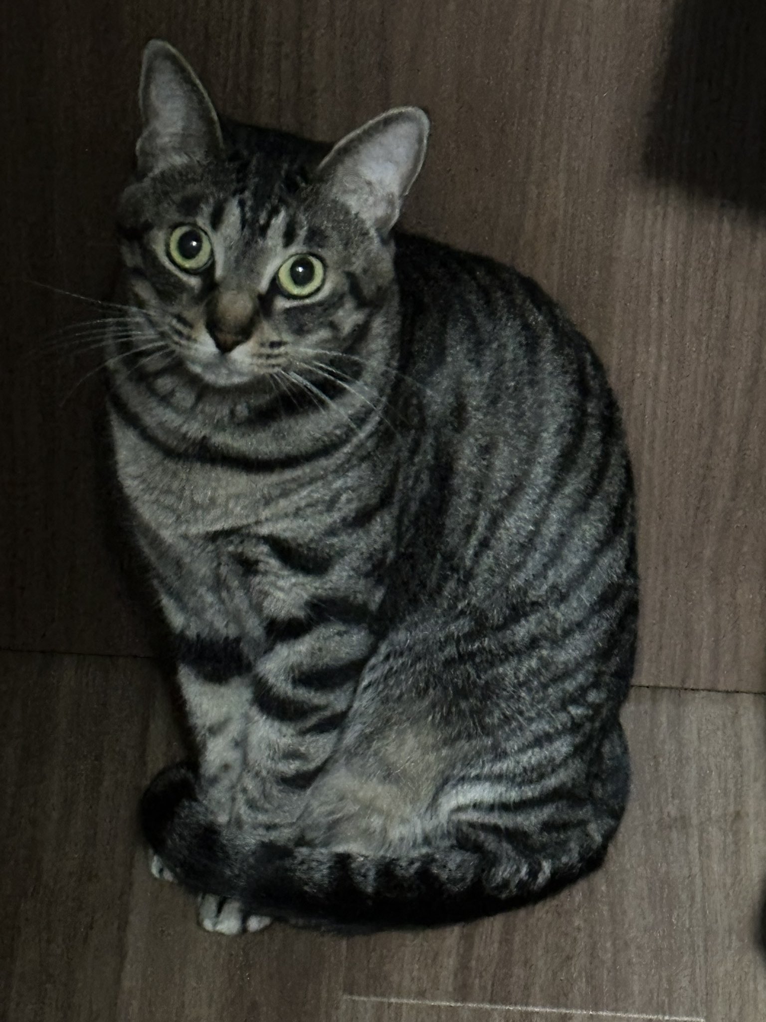 童心 DOUSIN リアル灰色猫 ぬいぐるみ 廃番品 - appr.co.jp