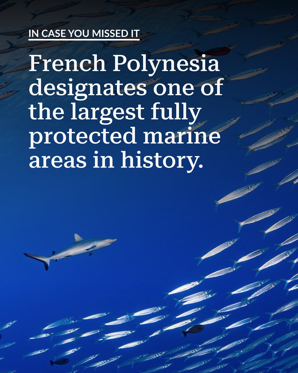 ICYMI: French Polynesia has created one of the largest networks of marine protected areas on Earth, spanning about 420,000 square miles—and pledged to protect at least 193,000 more by June 2026.

📸 Hannes Klostermann/Ocean Image Bank pewtrsts.org/4e9NEjn