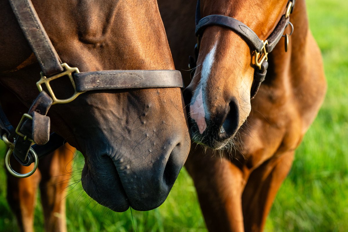 Less than an hour to go until the Ribblesdale Stakes! ⏳

💙 Warm Heart proved herself in the 2023 edition, winning by 2½ lengths. She went on to claim 3 G1 races and is now a broodmare - her first foal is by Justify, and she’s back in foal to him again. 💫

#CoolmoreMares