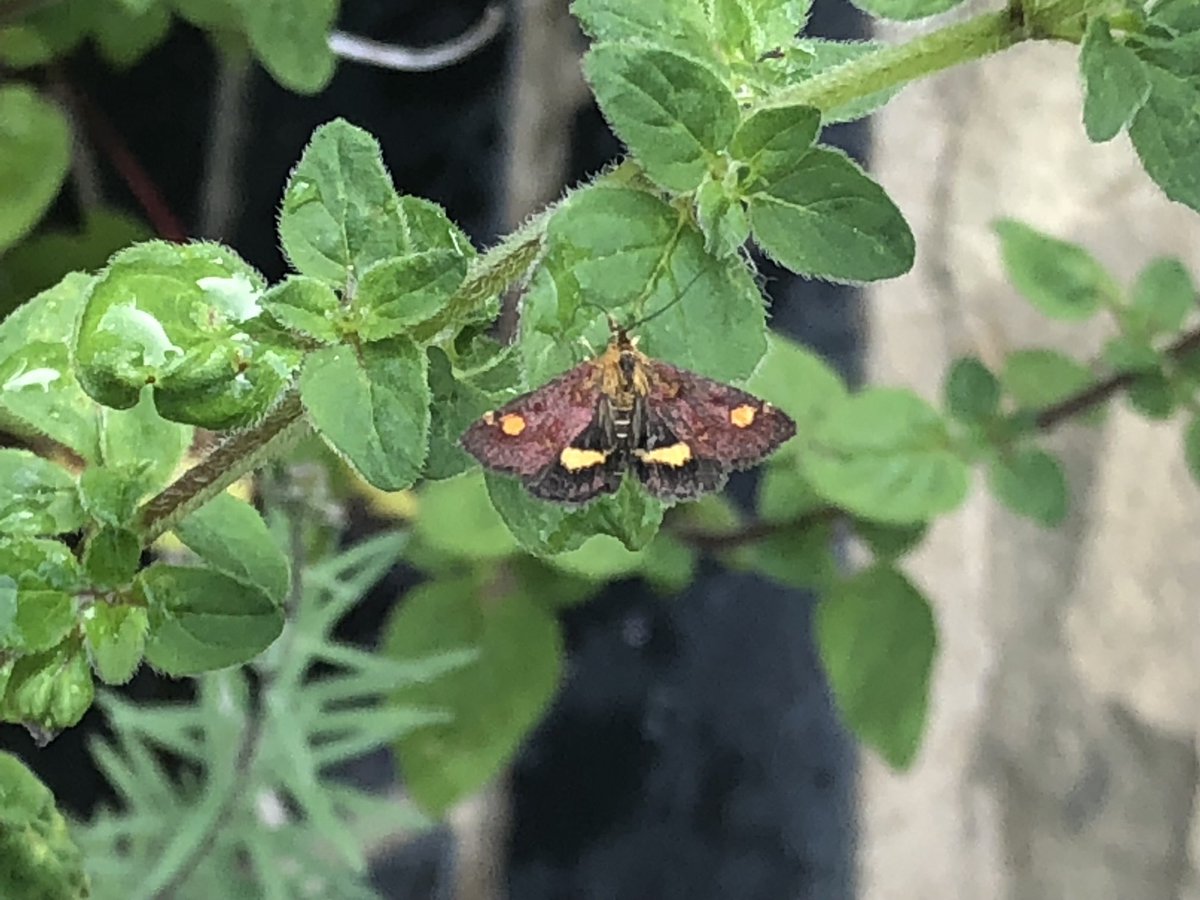 Pyrausta aurata flying around the marjoram in today’s sunshine 😀