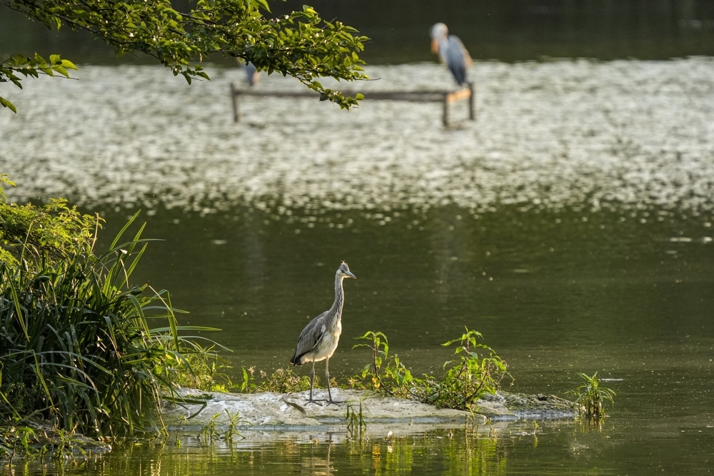 Golden ripples dance across Guanshanhu Lake in #Guiyang as sunlight turns the water into liquid gold. This is where city souls come to reconnect with #nature's rhythm. #EcoGuizhou #VisitGuizhou https://t.co/91GZcGYgR8