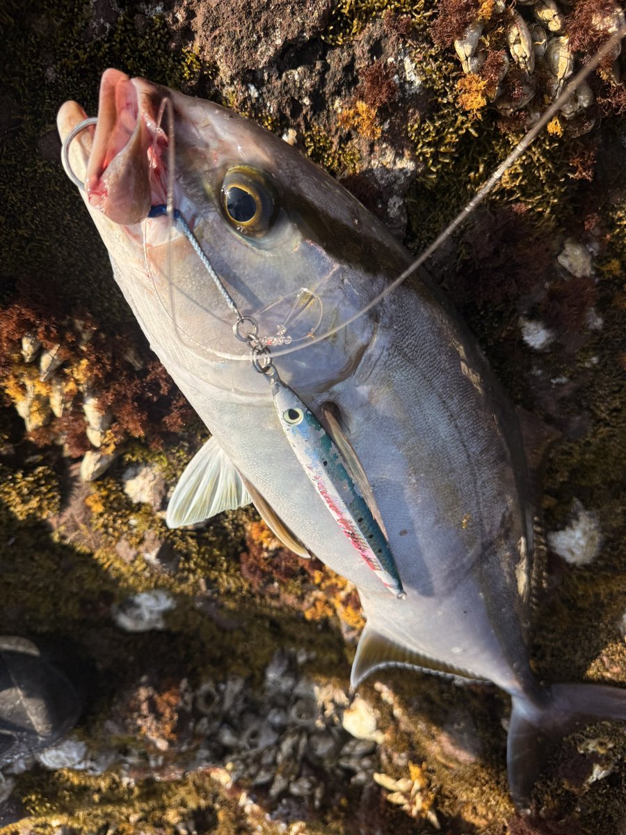 murachio's tweet image. 撃投レベルとCBマサムネ
ホンカンとヒレカン