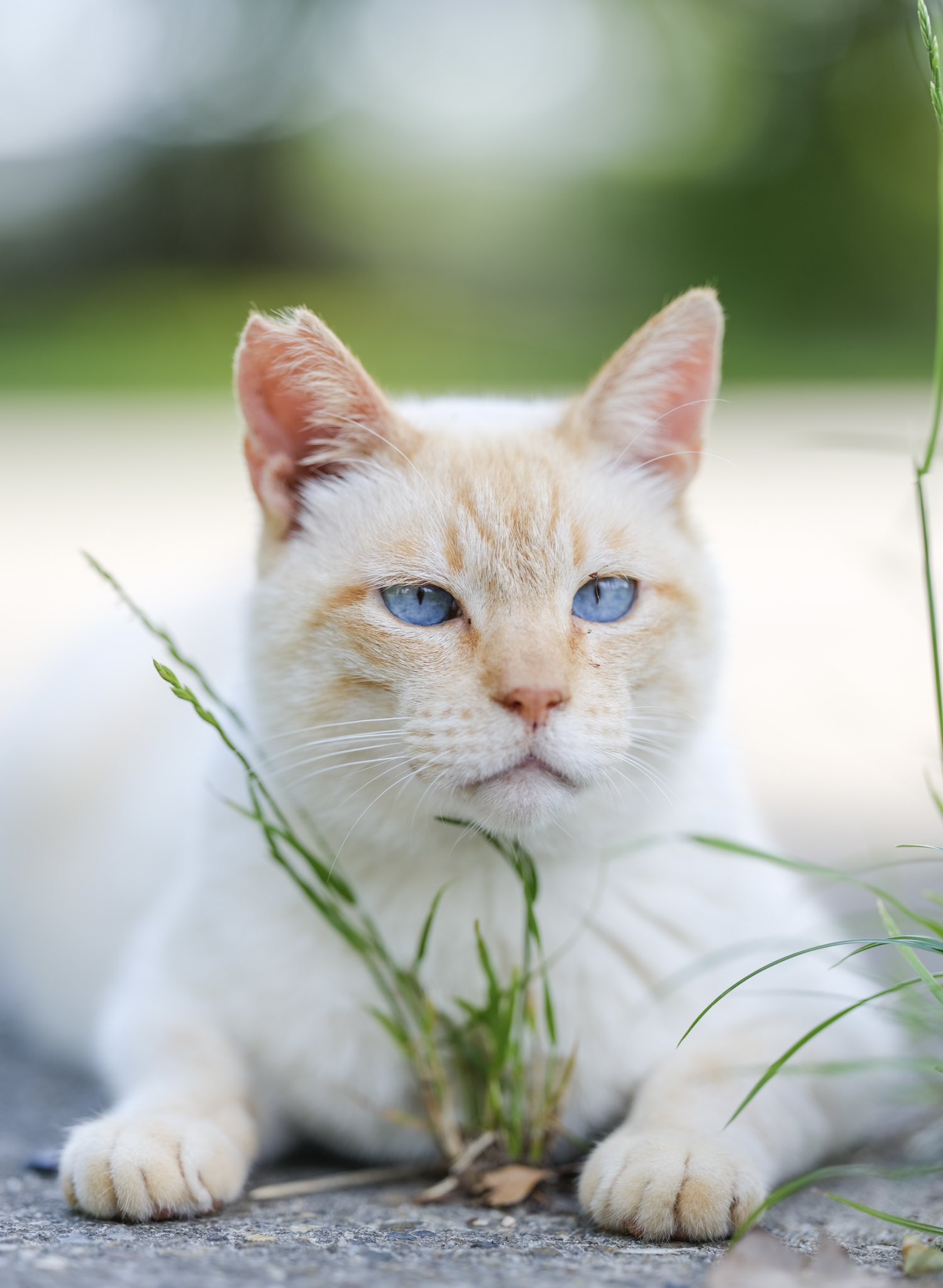 あおいとり🐱写真集「ずっと気まま猫」発売中 (@bluebirdjourney