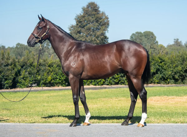 Tara Madgwick (@breednet) on Twitter photo One to Watch - Gosford - not hard to find this promising colt, 425k Inglis Easter purchase from Yulong and the eighth 2YO winner this season for Written Tycoon breednet.com.au/news/40006/one… <a href="/inglis_sales/">Inglis</a> <a href="/YulongInvest/">Yulong Investments</a> <a href="/blakeryan86/">Blake Ryan Racing</a> One to Watch - Gosford - not hard to find this promising colt, 425k Inglis Easter purchase from Yulong and the eighth 2YO winner this season for Written Tycoon breednet.com.au/news/40006/one… <a href="/inglis_sales/">Inglis</a> <a href="/YulongInvest/">Yulong Investments</a> <a href="/blakeryan86/">Blake Ryan Racing</a>
