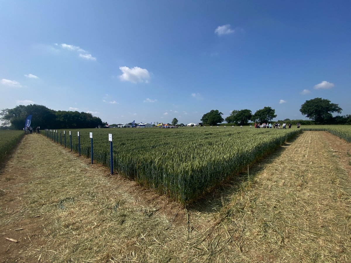 .<a href="/niabgroup/">Niab</a> Morley open day today in 30 degree heat 🌞. All things rust, antimicrobial resistance and ergot! 🦠🌾