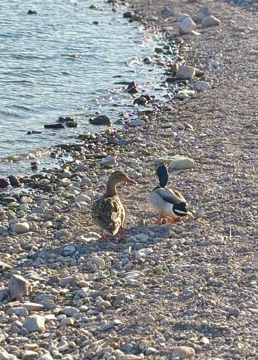 Good Morning Sunshine! ☀️

The path is always a little brighter
when you know you’re not walking it alone.🦆🦆

Have a peaceful day.