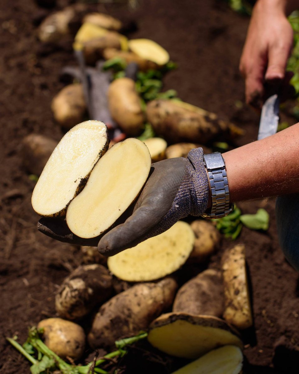 Sunny memories from Argentina: Our Tiger variety in all its glory! 🌞🥔✨

Tiger has a remarkable skin and the French fry variety offers a crunchy bite, creamy texture and great taste! More info about Tiger can be found at: hzpc.com/our-potato-var…