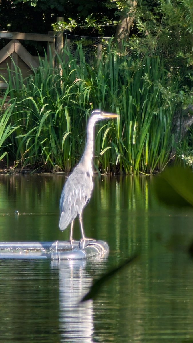 I saw <a href="/ComputerHeron/">Blue</a> on my walk! 🫵