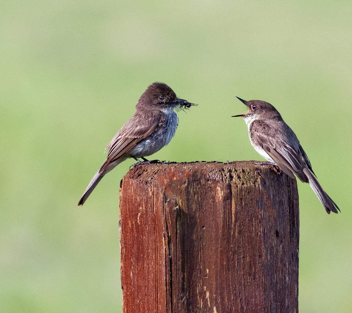 mnaussie2's tweet image. Ready?

A mother Eastern Phoebe has a mouthful of food for her young one. The youngster is hungry, ready, and opening wide to accept what his mother has gone out and collected for him.

#Xbirds