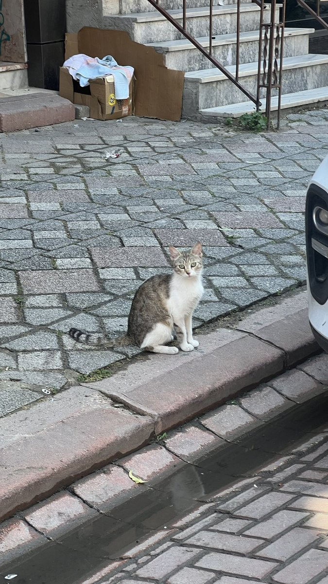 Eray Efe tweet media