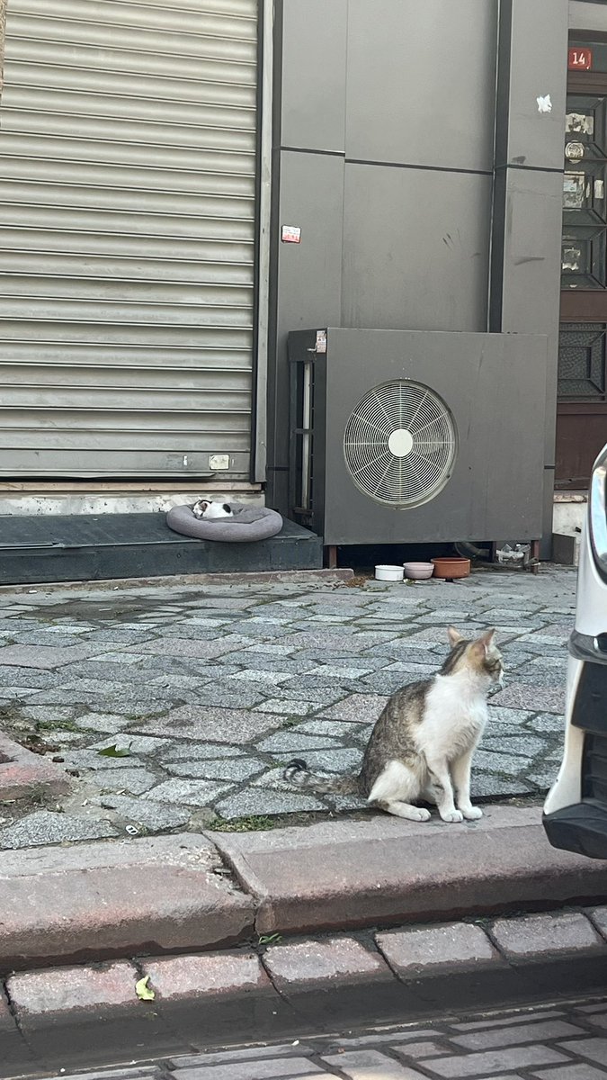 Eray Efe tweet media