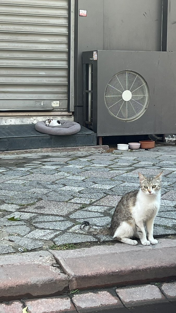 Eray Efe tweet media