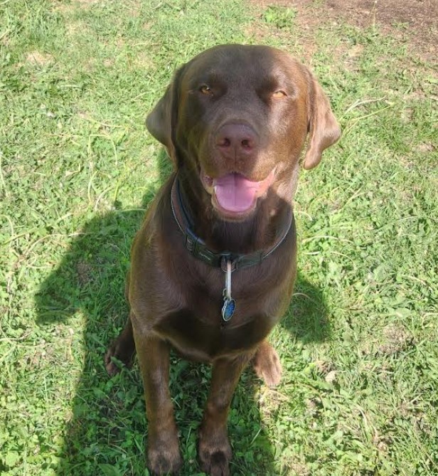 PetRehomingNet's tweet photo. Chocolate Lab for Adoption – Edmonton, AB 🐾

Meet Rufus — a smart, goofy, high-energy 3yo Lab looking for an adult-only home. Great with dogs &amp; cats Loves snuggles.

🔗  https://t.co/MsqcDW1QKT
#AdoptRufus #ChocolateLab #DogsofX #EdmontonDogs #AdoptDontShop #PetRehomingNetwork https://t.co/28qSKVph8B