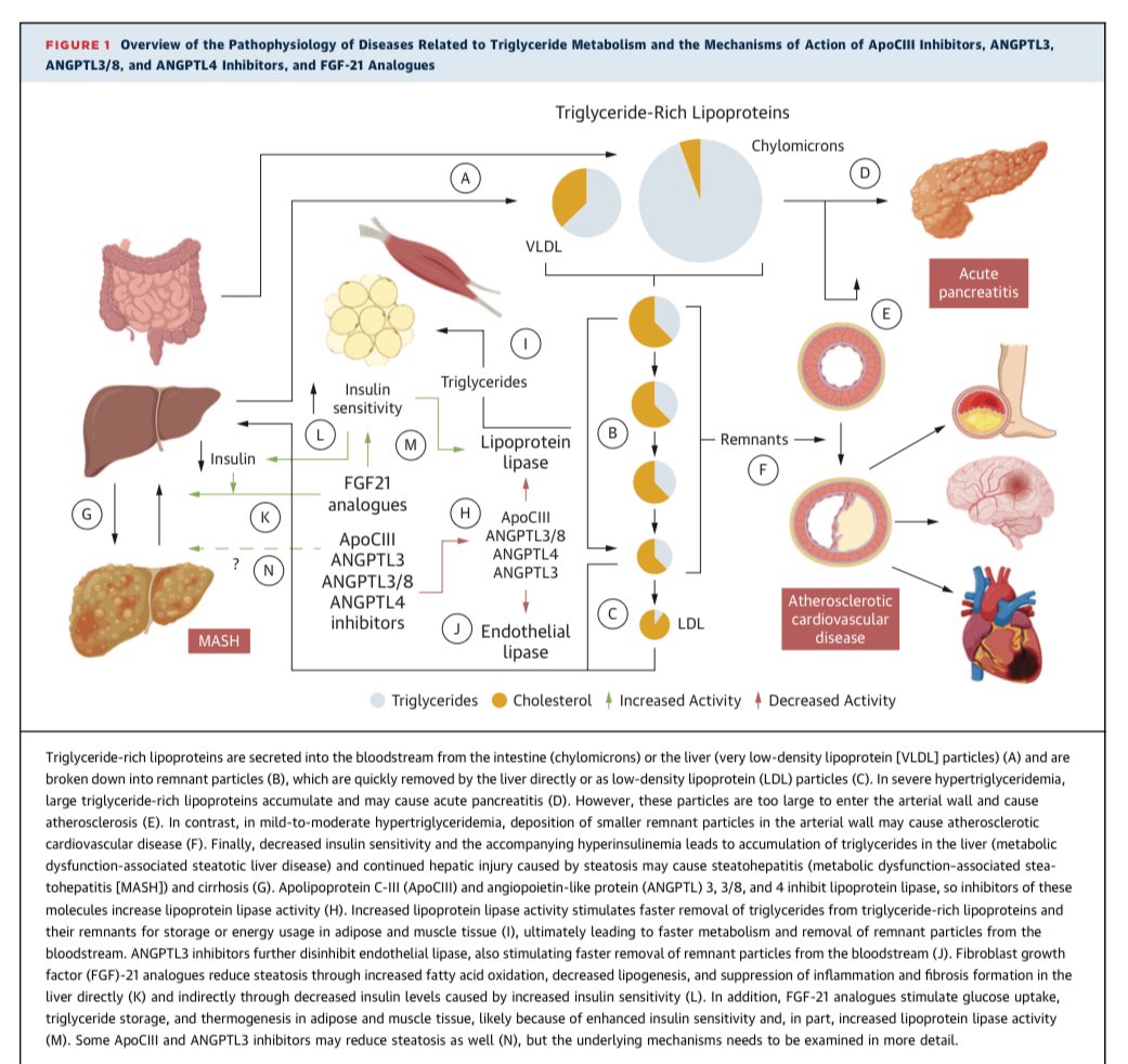 drpablocorral's tweet image. ☝️Must-read for lipidologists and cardiometabolic specialists
This new State-of-the-Art Review in JACC outlines the future of triglyceride-lowering therapy beyond statins.
👉ApoCIII, ANGPTL3/4 inhibitors and FGF-21 analogues show powerful effects in reducing triglycerides and…