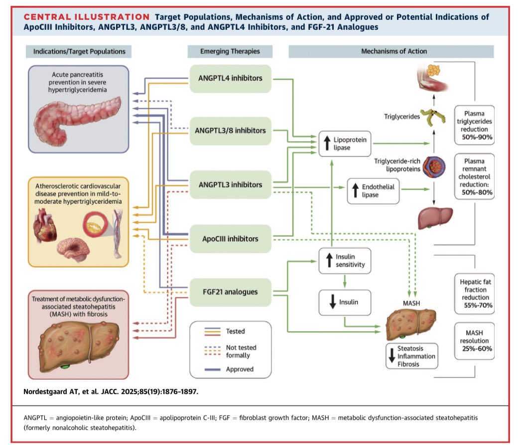 drpablocorral's tweet image. ☝️Must-read for lipidologists and cardiometabolic specialists
This new State-of-the-Art Review in JACC outlines the future of triglyceride-lowering therapy beyond statins.
👉ApoCIII, ANGPTL3/4 inhibitors and FGF-21 analogues show powerful effects in reducing triglycerides and…