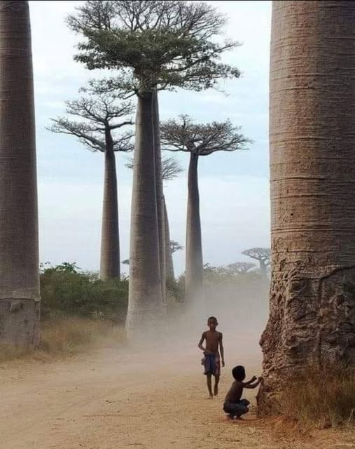 Dünyanın en eski ağaçlarından biri Güney Afrika'daki Sunland Baobab'dır. 6.000 yaşında olduğu tahmin ediliyor . . .