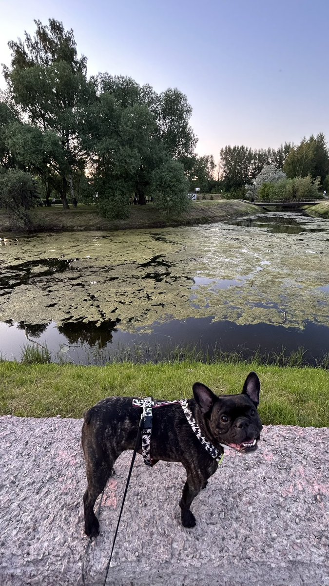 jvcr666's tweet image. Love animals 🖤minted @BAWSfdn 🖤 love my dog 🖤