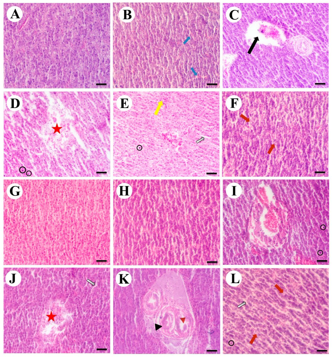 🐟#HighlyCited

Effect of #Toxicity of Chromium (VI) Stressors Alone and Combined to High  Temperature on the Histopathological, Antioxidation, #Immunity, and  Energy #Metabolism in Fish Phoxinus lagowskii
👉mdpi.com/2410-3888/9/5/…

🦞#hexavalentchromium #histopathology
