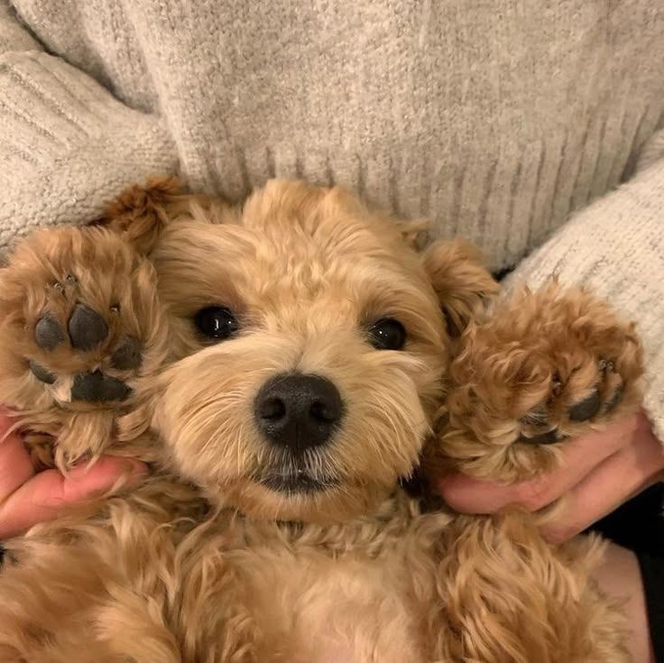 out of context dogs (@contextdogs) on Twitter photo 