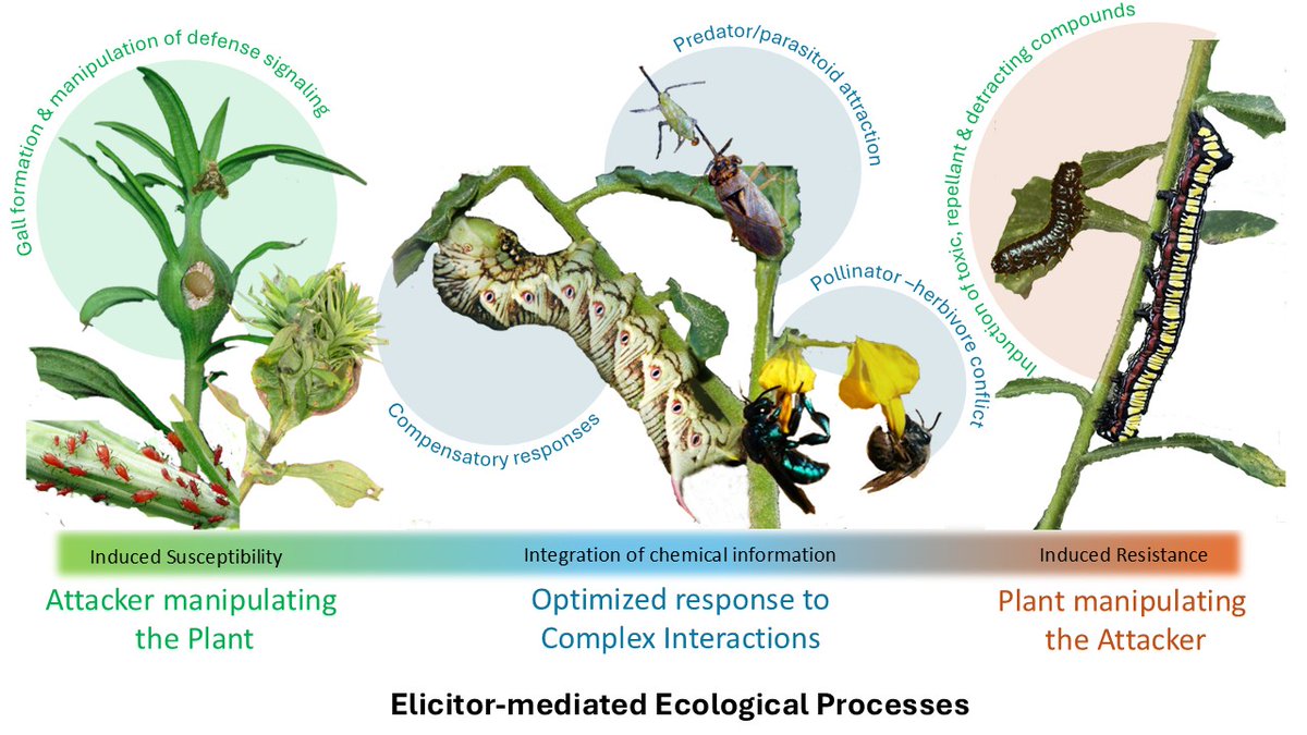 NewPhyt's tweet photo. Detecting the enemy or being manipulated by your attacker? Herbivore-derived elicitors of plant responses: an introduction to a Virtual Issue 

Check out this #Editorial introducing the #VirtualIssue ‘Herbivore-derived elicitors of plant responses’ 

📖  https://t.co/t95BbiDBUW https://t.co/yldXTVavVt