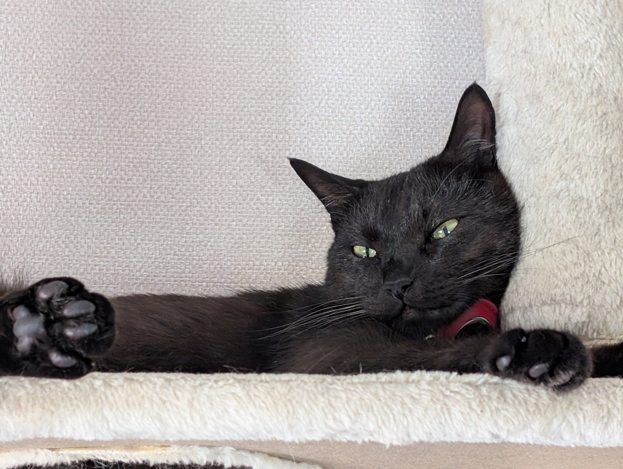 楽天市場】JXK Studio JXK196C 猫フィギュア 猫好き ペット 動物