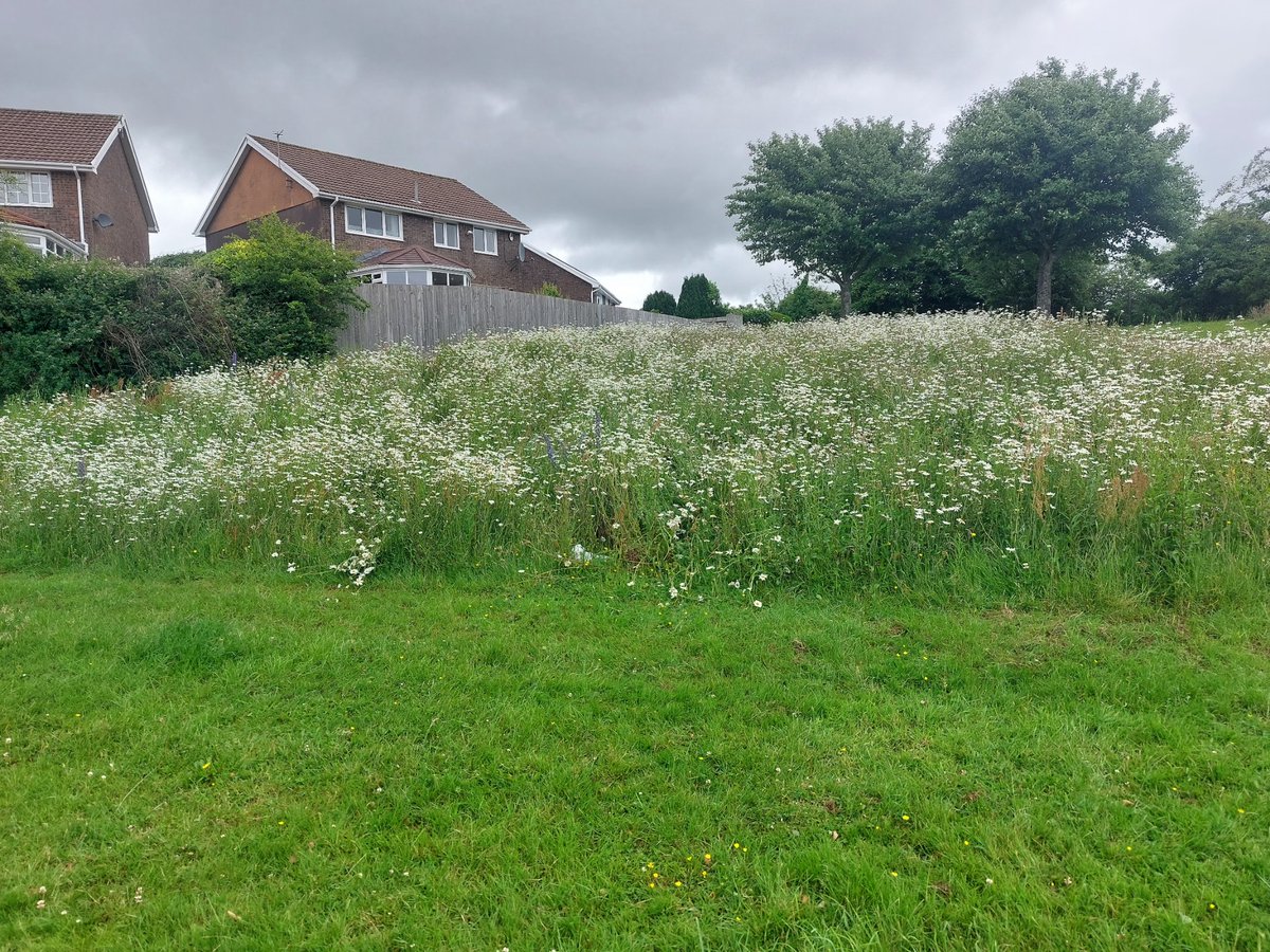 Great to see the displays of pollinator s on the showfield Blackwood. Well done CCBC parks service. <a href="/CaerphillyCBC/">CaerphillyCBC</a>
