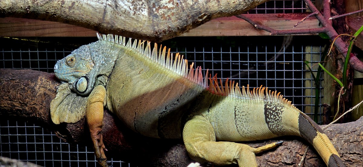 🦎 Meet Oscar, our #CommonGreenIguana (Iguana iguana)
Born in 2015, Oscar’s lived at the zoo for years — and he’s as chilled as they come 😎

These #reptiles can fall from 40ft trees, hold their breath for 30 mins &amp; whip their tail like a whip!

Laid-back, but built for survival
