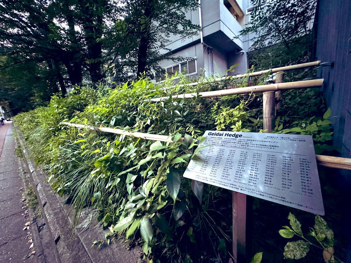 久々に母校に寄ったヨ
在学中に鉄柵を取っ払って植えられたこの生垣、思ったより高さは育ってないけど相変わらずご健在で安心したヨ
