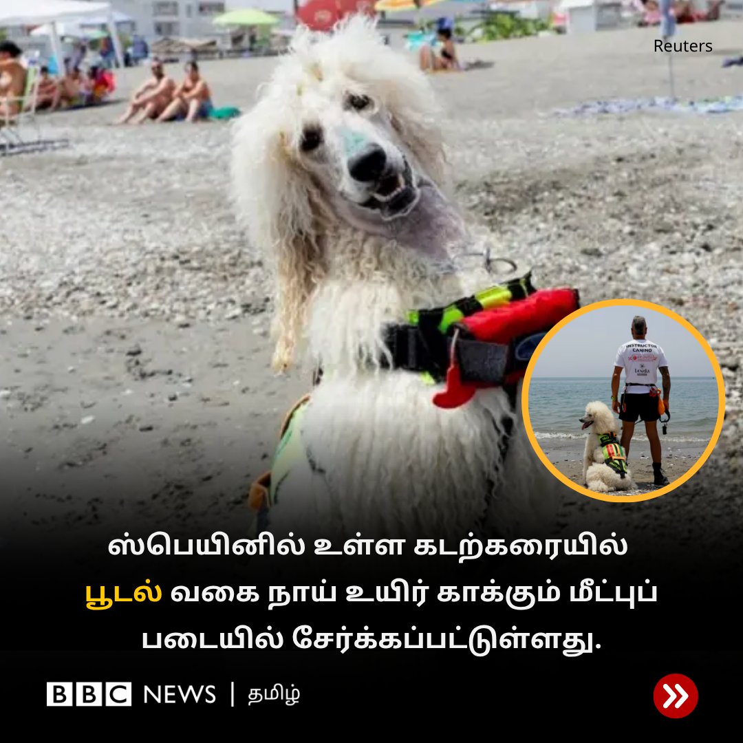 bbctamil's tweet image. மீட்புப் பணியில் இணைந்த நாய்

பொதுவாக, செல்லமாக வளர்க்கப்படும் பூடல் வகை நாய் ஸ்பெயினில் நாய் மீட்புப் படையில் இடம்பெற்றுள்ளது. 

பூடல் வகை நாய்கள் மிகவும் புத்திசாலியானது, கற்றுக் கொள்ளக்கூடியது என அமெரிக்க கென்னல் கிளப் தெரிவிக்கிறது. 

#Poodle #Dog #Spain