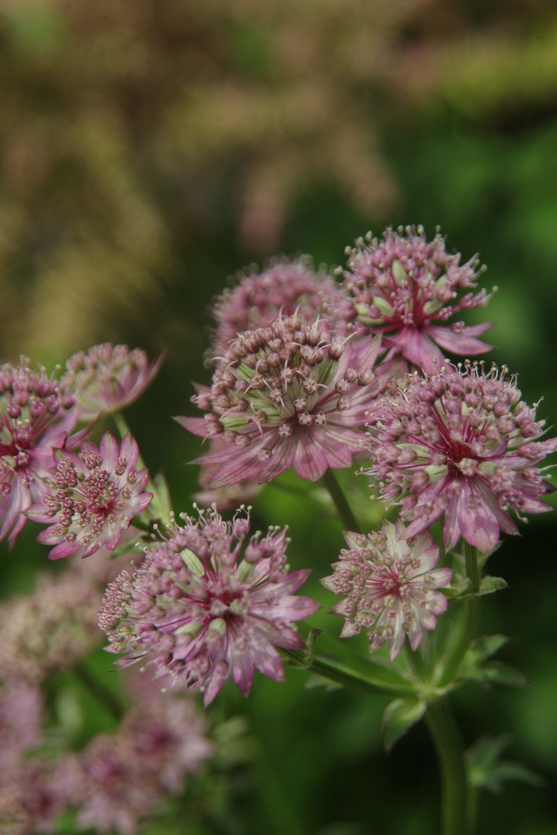 gontanokoneroku's tweet photo. Astrantia 😁
#Flowers #Astrantia #Masterwort https://t.co/Ml2J42aeGS