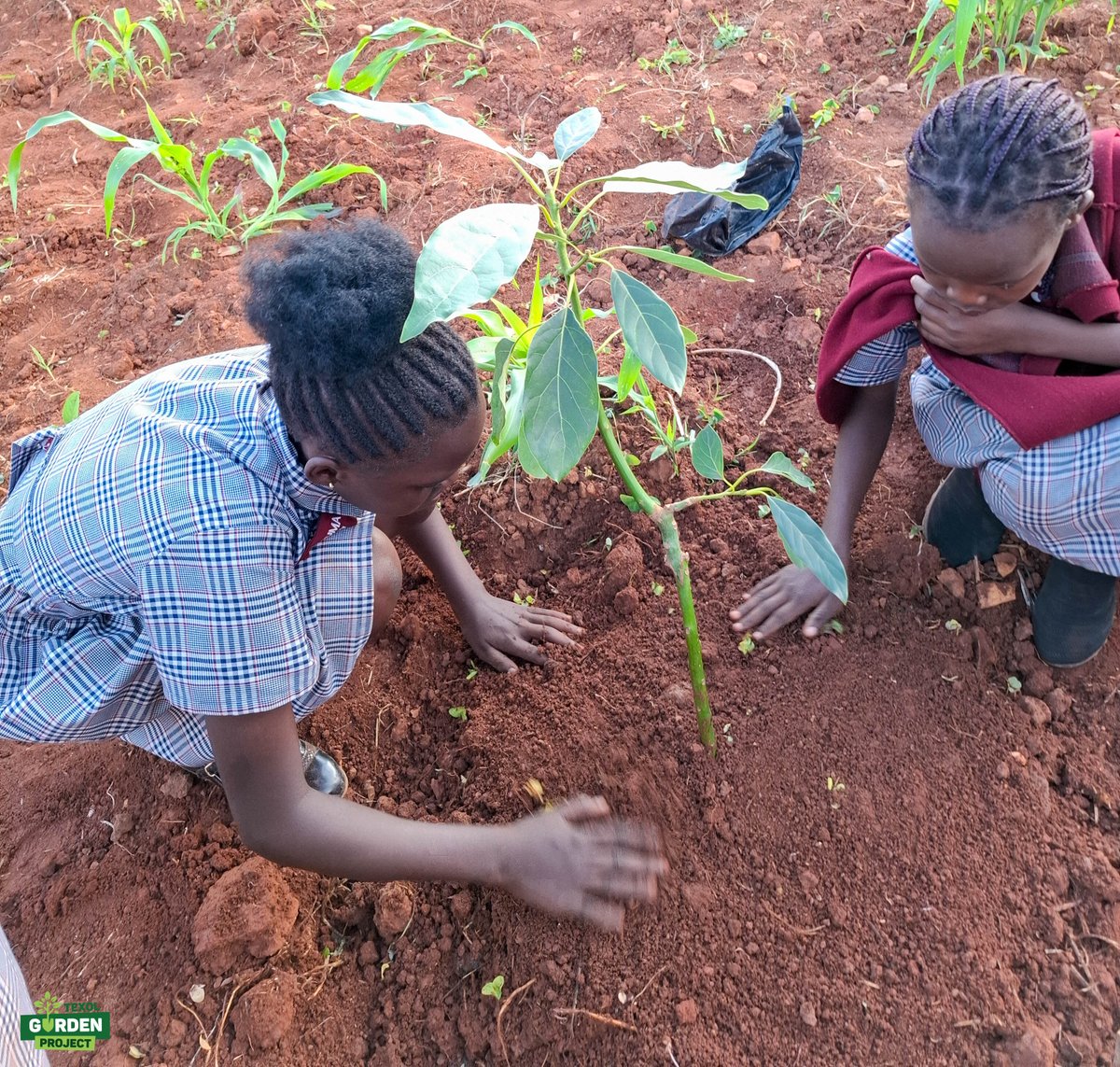 TexolEnergies's tweet photo. Planting the future, one Hass avocado at a time! The Texol Garden Project, with seedlings from Musubi Farm, brought green vibes to Uphill Junior School. Letโs grow together! ๐๐ฑ #TexolGardenProject #MusubiFarm #GreeningTheFuture #HassAvocado #TreePlantingDay https://t.co/1VnSQuYadM